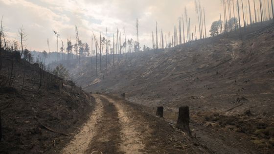 Foto: Zmírající les. Vstupte do apokalyptických výjevů hořícího Českého Švýcarska