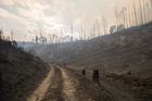 Foto: Zmírající les. Vstupte do apokalyptických výjevů hořícího Českého Švýcarska