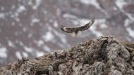 Upland buzzard 
Dravých ptáků je v oblasti Tibetu opravdu mnoho, protože kořisti je bohatý dostatek. 
Nikon D5 
AF-S NIKKOR 800MM F/5.6E FL ED VR 
f/5.6 
1/2000 
ISO 400