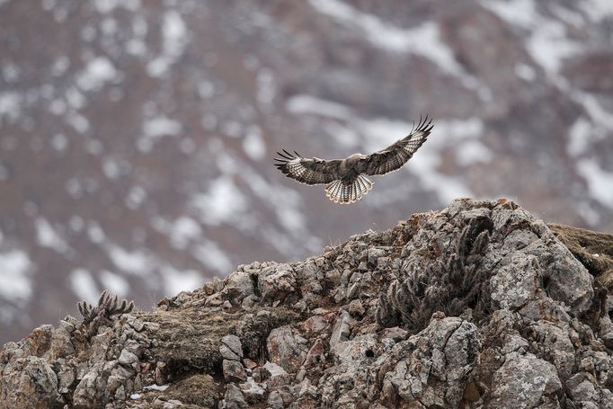 Vincent Munier: sněžný levhart