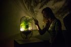 Lampička, která nepotřebuje zásuvku, ale rostlinu. Zelená technologie by mohla rozsvítit celá města