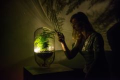 Lampička, která nepotřebuje zásuvku, ale rostlinu. Zelená technologie by mohla rozsvítit celá města