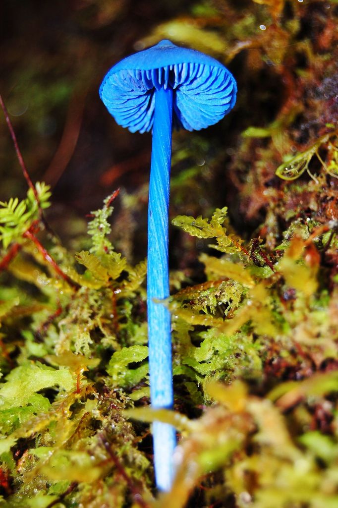 Závojenka Hochstetterova (Entoloma hochstetteri)