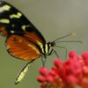 Foto: Motýlí zahrada v Kostarice