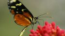 A heliconius hecale butterfly sucks nectar from a flower in Butterfly Garden in La Guacima, northwest of San Jose, May 14, 2012. According to the owner Joris Brinkerhoff, who is from the U.S and has more than 29-years of experience dedicated to the export of butterfly cocoons, more than 80,000 cocoons of 70 different species are exported every month from Costa Rica to Europe, Asia, Canada, Mexico and the United States, with prices of the cocoons ranging from $3 to $10 each. REUTERS/Juan Carlos Ulate (COSTA RICA - Tags: BUSINESS SOCIETY ANIMALS) Published: Kvě. 15, 2012, 4:43 dop.