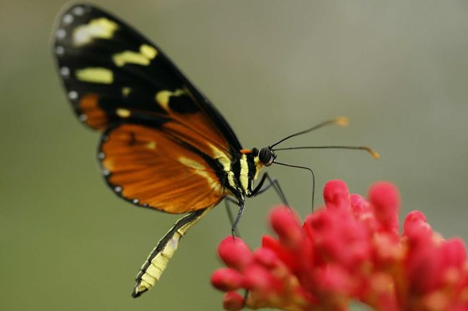 A heliconius hecale butterfly sucks nectar from a flower in Butterfly Garden in La Guacima, northwest of San Jose, May 14, 2012. According to the owner Joris Brinkerhoff, who is from the U.S and has more than 29-years of experience dedicated to the export of butterfly cocoons, more than 80,000 cocoons of 70 different species are exported every month from Costa Rica to Europe, Asia, Canada, Mexico and the United States, with prices of the cocoons ranging from $3 to $10 each. REUTERS/Juan Carlos Ulate (COSTA RICA - Tags: BUSINESS SOCIETY ANIMALS) Published: Kvě. 15, 2012, 4:43 dop.