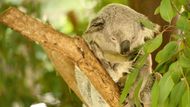 Často se říká medvídek koala, nicméně toto roztomilé zvíře, jeden z australských symbolů, není medvěd, ale vačnatec. Stejně jako například klokan.