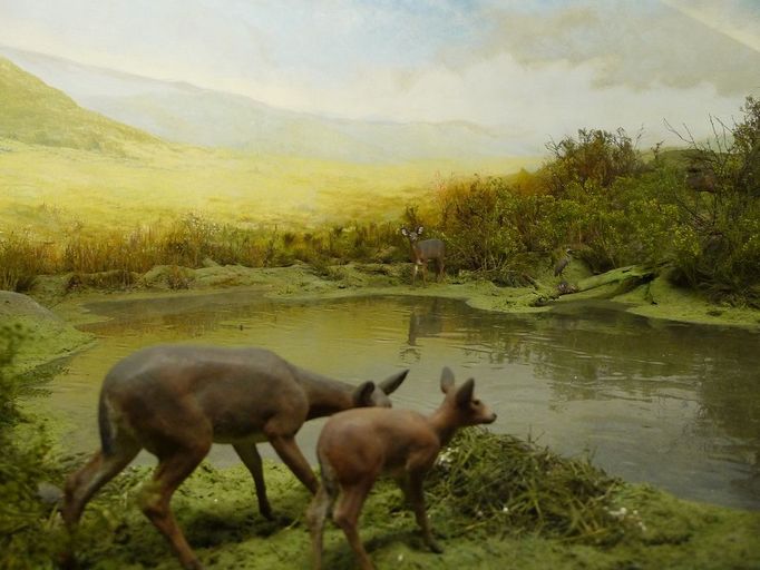 Diorama, Buffalo Museum of Science, NY, USA