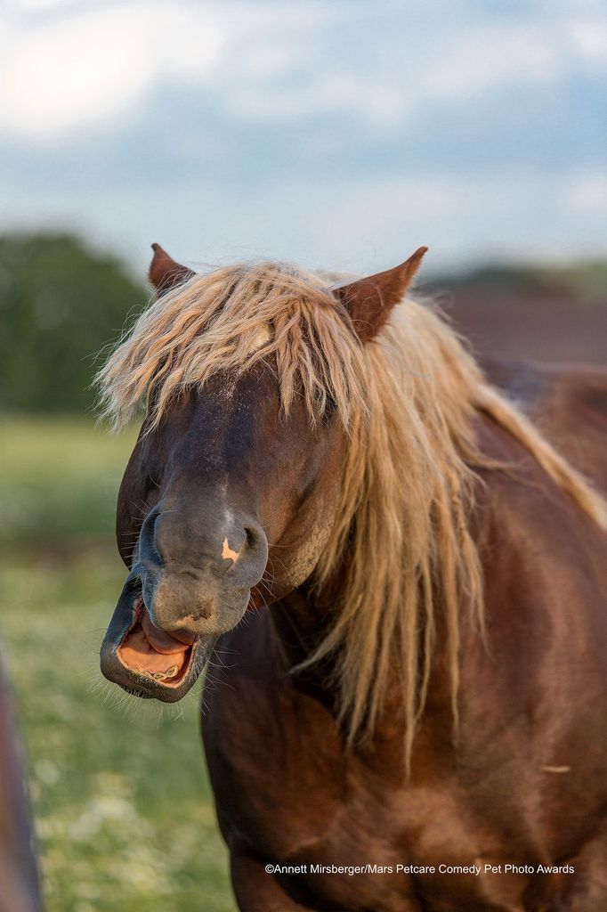 Veselé fotky domácích mazlíčků ze soutěže Mars Petcare Comedy Pet Photography Awards 2020