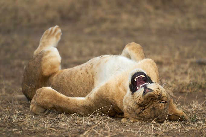 Comedy Wildlife Photography Awards 2021