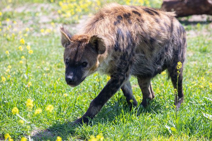 Zoo Dvůr Králové otevřela expozici o jihozápadní Africe zvanou West Cape.