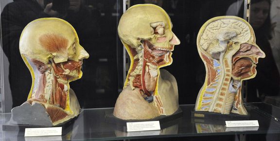 Na tisícovku preparátů uchovává anatomické muzeum Karla Žlábka v brněnském univerzitním kampusu. Slouží studentům medicíny při poznávání lidského těla.