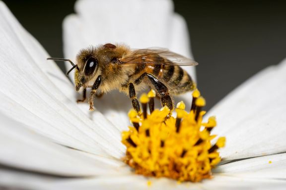 Včela sklízí pyl, zatímco jí na těle sedí parazitický kleštík.