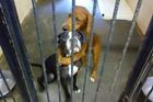 Snímek objímajících se psů před popravou dojímá Facebook