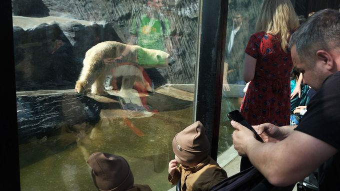 Hlava na hlavě, fronty na medvědy i zmrzlinu. Zoo v Praze má rekordní návštěvnost