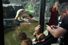 Hlava na hlavě, fronty na medvědy i zmrzlinu. Zoo v Praze má rekordní návštěvnost
