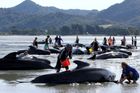 U Nového Zélandu uvízlo přes 600 velryb, polovina je mrtvá. Se záchranou pomáhají stovky lidí