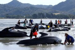 U Nového Zélandu uvízlo přes 600 velryb, polovina je mrtvá. Se záchranou pomáhají stovky lidí