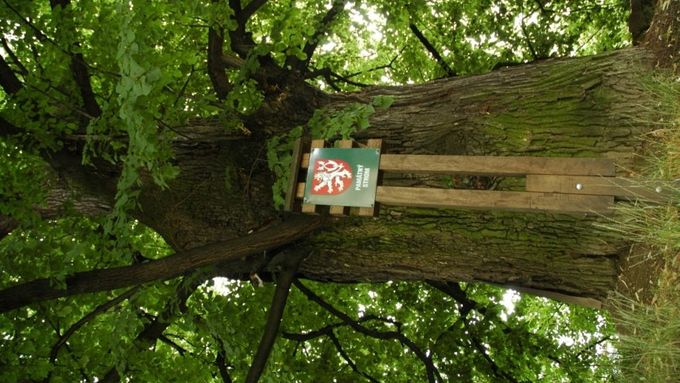 Sedmisetletá lípa z Velké Polomi na Ostravsku. Jeden z adeptů na titul strom roku 2007