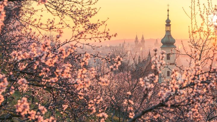 Krása pražského jara a mlhy nad Vltavou. Snímky roku fotografa Richarda Horáka; Zdroj foto: Richard Horák