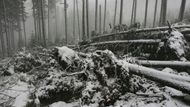 Následky vichřice v Krkonoších