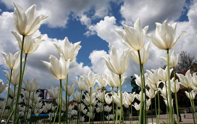 Zahrada tulipánů zobrazená před Národním divadlem v Záhřebu, 2. května 2008. Centrum chorvatského hlavního města je plné kvetoucích tulipánů, připravující se na nadcházející turistickou sezónu.