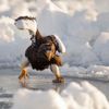 Finalisté soutěže Nikon Comedy Wildlife Awards 2024