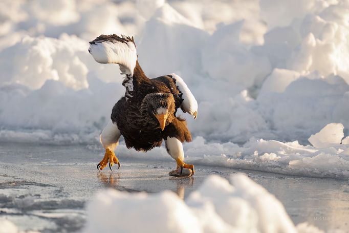 Finalisté soutěže Nikon Comedy Wildlife Awards 2024