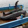 Komerční lov velryb v Japonsku