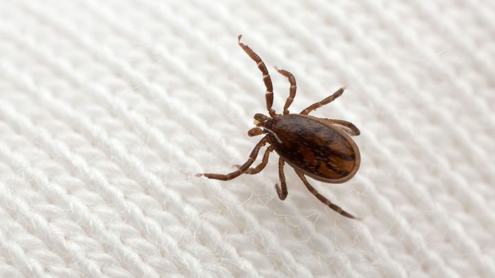 V Česku bylo loni 712 případů klíšťové encefalitidy, ve světě mělo víc jen Rusko