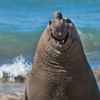 Finalisté soutěže Nikon Comedy Wildlife Awards 2024