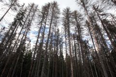 Na Klatovsku zřejmě zabil strom dřevorubce, policie nezjistila cizí zavinění