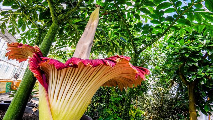 Dvaasedmdesát hodin se rozvíjel gigantický květ nádherné Titan Arum. Tuto událost museli z botanické zahrady Meise přenášet kvůli pandemii online.