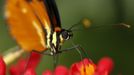 A heliconius hecale butterfly sucks nectar from a flower in Butterfly Garden in La Guacima, northwest of San Jose, May 14, 2012. According to the owner Joris Brinkerhoff, who is from the U.S and has more than 29-years of experience dedicated to the export of butterfly cocoons, more than 80,000 cocoons of 70 different species are exported every month from Costa Rica to Europe, Asia, Canada, Mexico and the United States, with prices of the cocoons ranging from $3 to $10 each. REUTERS/Juan Carlos Ulate (COSTA RICA - Tags: BUSINESS SOCIETY ANIMALS) Published: Kvě. 15, 2012, 4:48 dop.