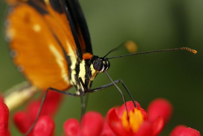 A heliconius hecale butterfly sucks nectar from a flower in Butterfly Garden in La Guacima, northwest of San Jose, May 14, 2012. According to the owner Joris Brinkerhoff, who is from the U.S and has more than 29-years of experience dedicated to the export of butterfly cocoons, more than 80,000 cocoons of 70 different species are exported every month from Costa Rica to Europe, Asia, Canada, Mexico and the United States, with prices of the cocoons ranging from $3 to $10 each. REUTERS/Juan Carlos Ulate (COSTA RICA - Tags: BUSINESS SOCIETY ANIMALS) Published: Kvě. 15, 2012, 4:48 dop.