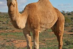 From Libya, with love. Gaddafi's camels in Eastern Bloc