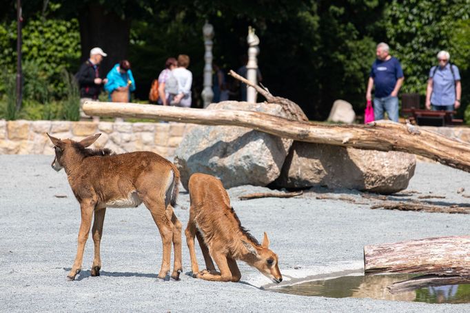 Zoo Dvůr Králové otevřela expozici o jihozápadní Africe zvanou West Cape.