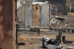 Lesní požáry v Chile si vyžádaly 112 obětí. Úřady stále pohřešují několik stovek lidí