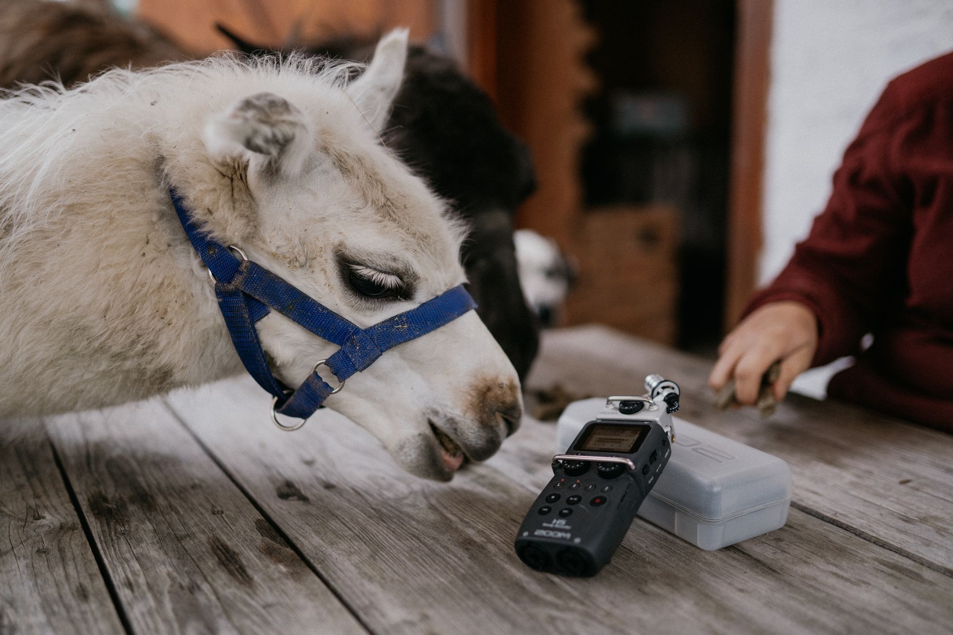 Johana Spáčilová a její stáj