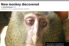 Unikátní objev: V Africe našli dosud neznámý druh opice