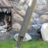 Uzavřená Zoo Dvůr Králové kvůli nouzovému stavu