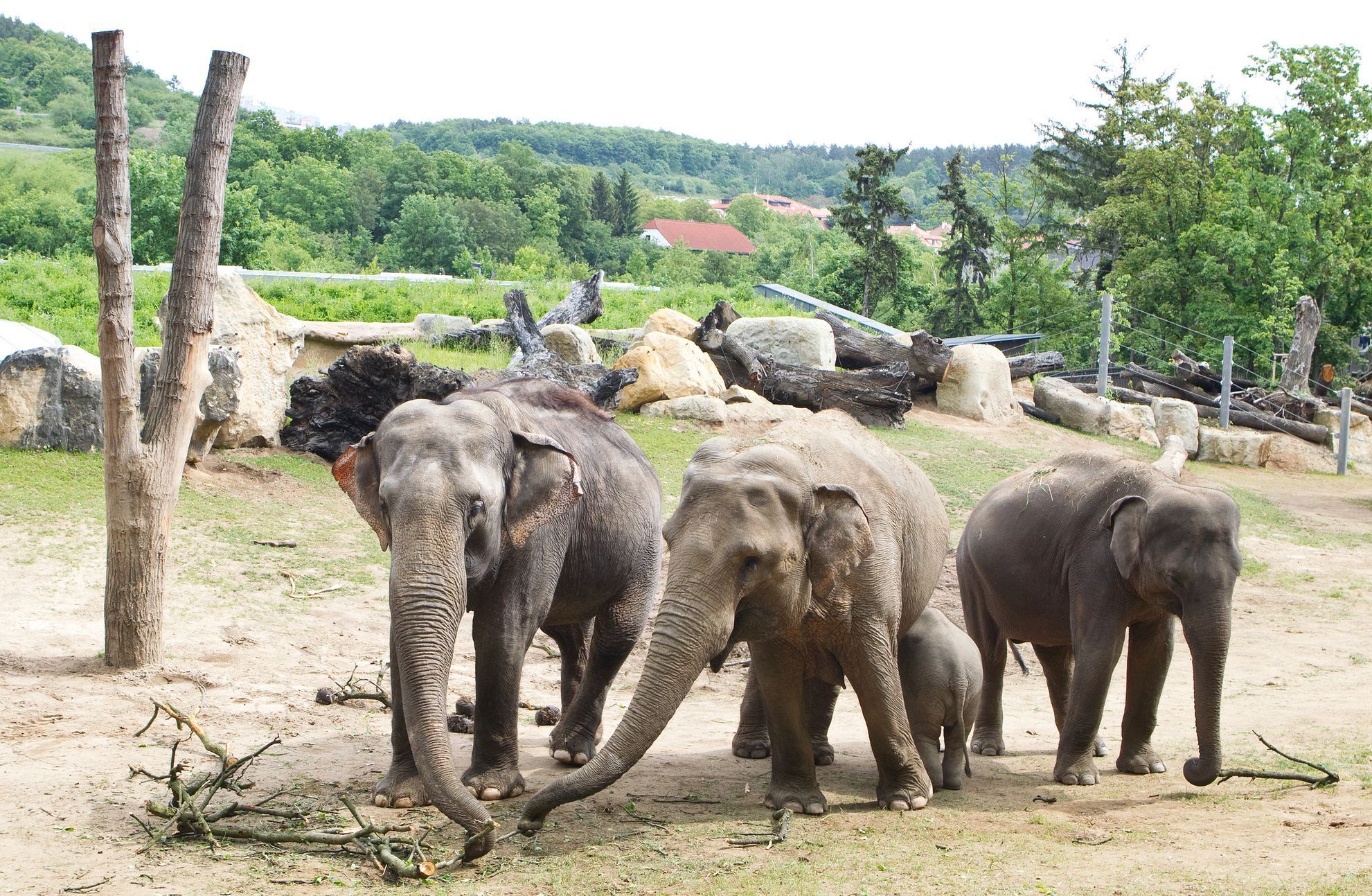 Údolí slonů - ZOO Praha