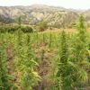 Konopná pole v pohoří Ríf