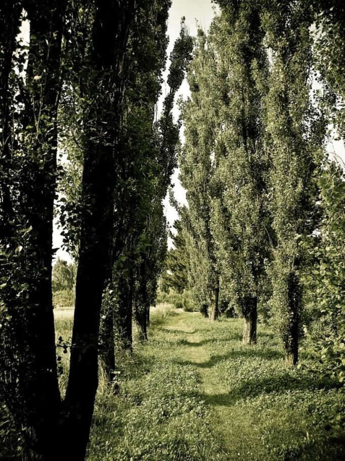 Stínové stromořadí u Jihlavy (Kraj Vysočina). Tato alej není u žádné cesty, rozbíhá se na malém paloučku za vesnicí. "Za domem mých rodičů jsem jako dítě po ní běhala. Až teď po mnoha letech, když po ní běhají moje děti, jsem si všimla té krásné linie," píše autorka.