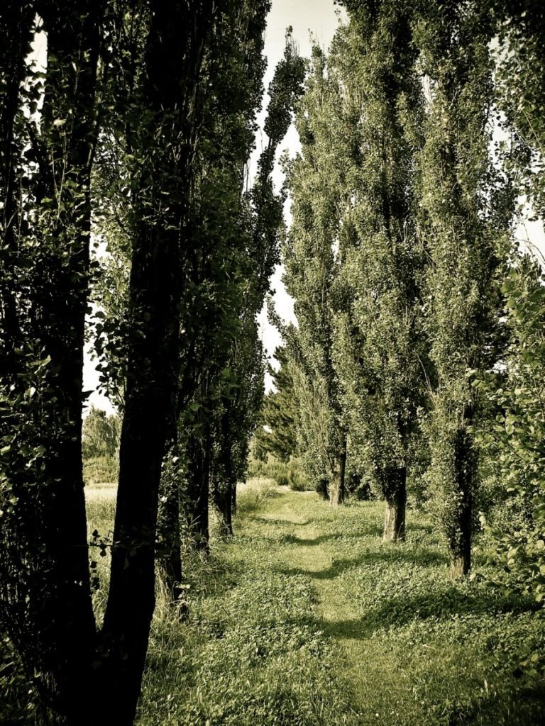 NEDÁVAT DO ČLÁNKŮ: Aleje - Stínové stromořadí u Jihlavy