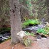 Šumava, Hamerský potok, Vydra