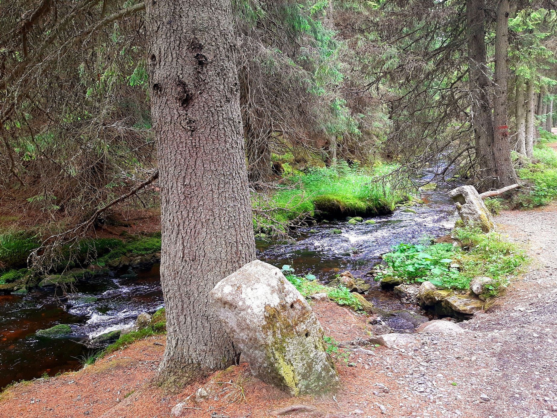 Šumava, Hamerský potok, Vydra
