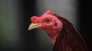 A cockerel in its enclosure at a fighting cock breeding center on the outskirts of Havana June 16, 2012. In Cuba, it's legal to own cocks, it's legal to train them to fight and it's legal to fight them, but since the 1959 Cuban Revolution all forms of betting and gambling have been strictly forbidden. But betting on cock fights is an activity so popular among Cubans that stopping it would pose a huge challenge for the authorities and would be counterproductive to keeping law and order. Picture taken June 16, 2012. REUTERS/Desmond Boylan (CUBA - Tags: SOCIETY ANIMALS) ATTENTION EDITORS PICTURE 18 OF 23 FOR PACKAGE 'BETTING ON CUBA'S FIGHTING COCKS' . TO FIND ALL PICTURES SEARCH 'FIGHTING COCKS' Published: Čec. 2, 2012, 12:33 odp.