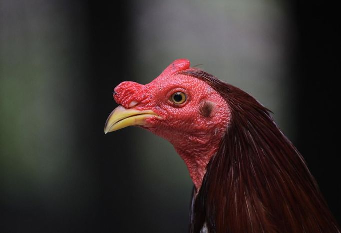 A cockerel in its enclosure at a fighting cock breeding center on the outskirts of Havana June 16, 2012. In Cuba, it's legal to own cocks, it's legal to train them to fight and it's legal to fight them, but since the 1959 Cuban Revolution all forms of betting and gambling have been strictly forbidden. But betting on cock fights is an activity so popular among Cubans that stopping it would pose a huge challenge for the authorities and would be counterproductive to keeping law and order. Picture taken June 16, 2012. REUTERS/Desmond Boylan (CUBA - Tags: SOCIETY ANIMALS) ATTENTION EDITORS PICTURE 18 OF 23 FOR PACKAGE 'BETTING ON CUBA'S FIGHTING COCKS' . TO FIND ALL PICTURES SEARCH 'FIGHTING COCKS' Published: Čec. 2, 2012, 12:33 odp.