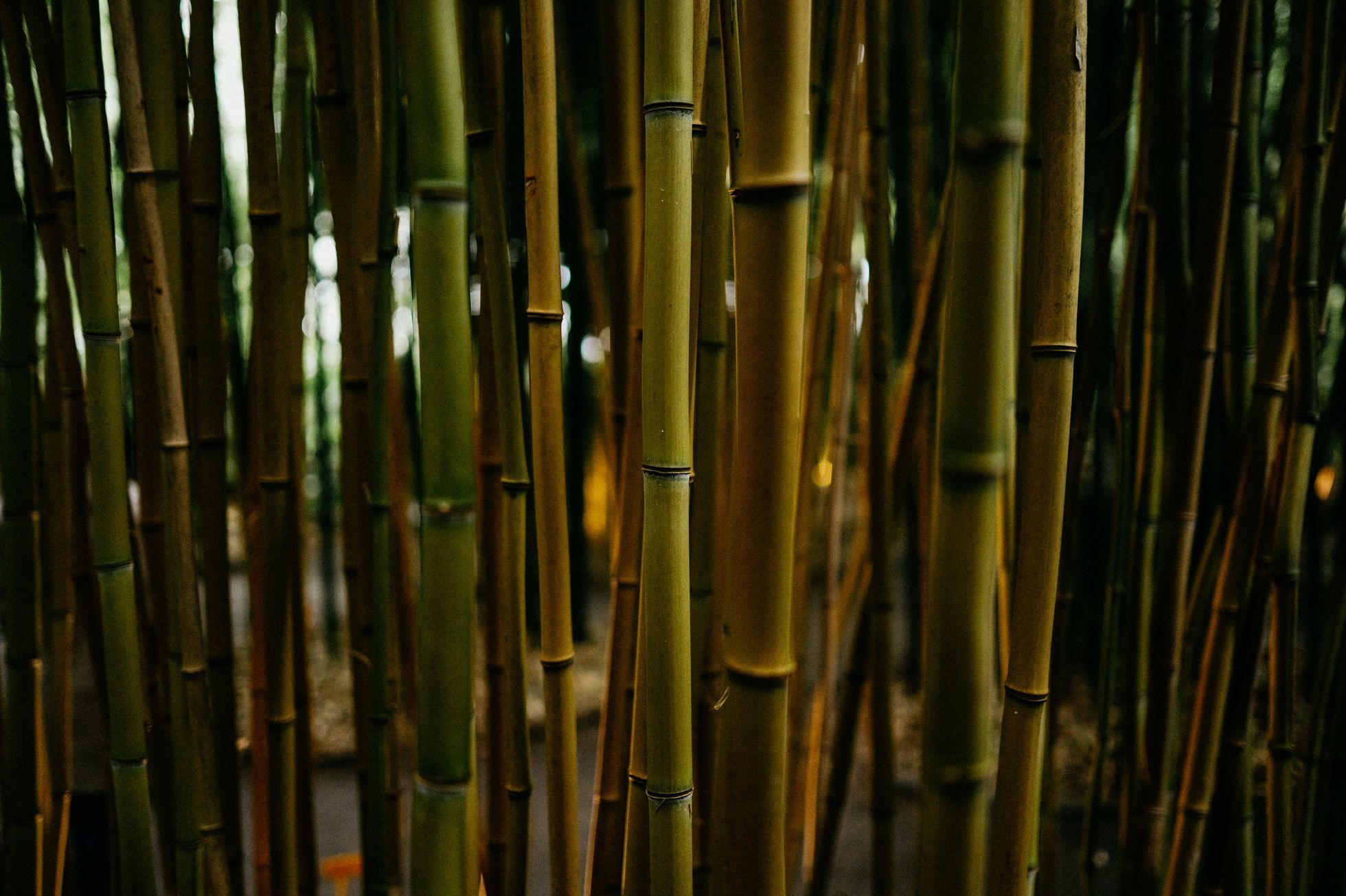 Bambusárium Bohnice